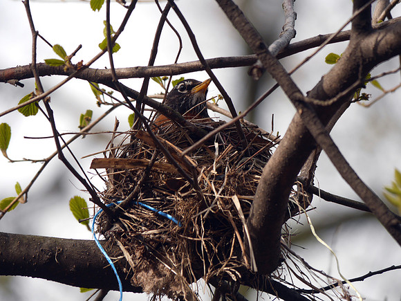 Robin on nest, Central Park