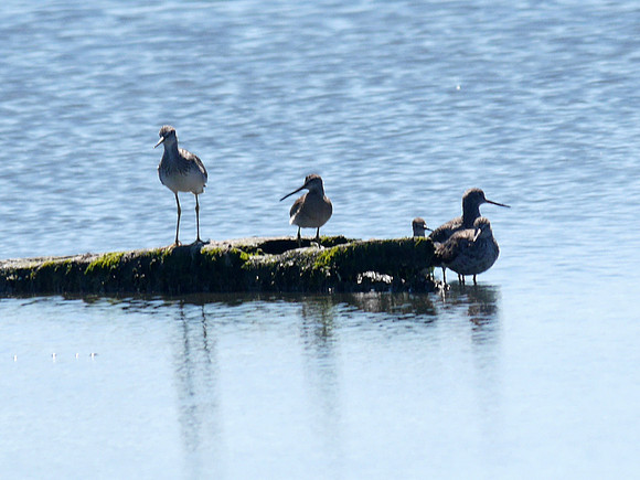 Yellowlegs, Dowitcher, others (Jamaica Bay)