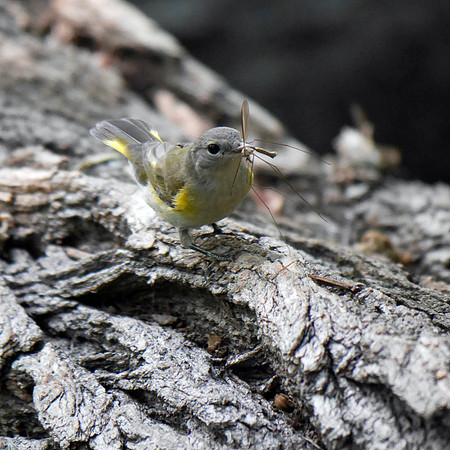 Redstart's lunch