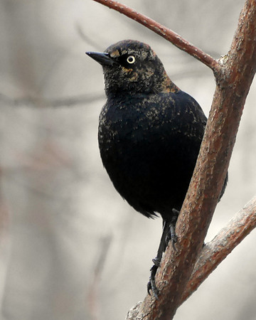 Rusty Blackbird, near Azalea Pond, Central Park