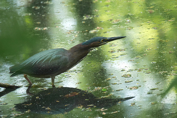 Green Heron, Azalea Pond, Central Park