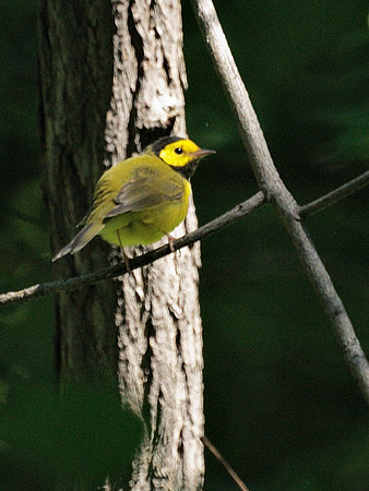 Hooded Warbler, Central Park