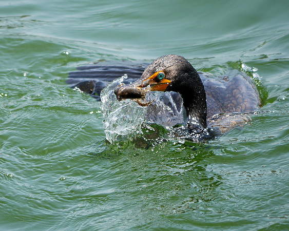 Double-Crested Cormorant, Central Park Reservoir