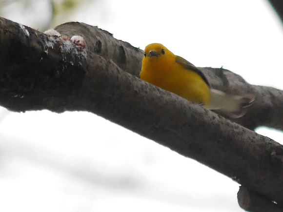 Prothonotary Warbler, Madison Square Park