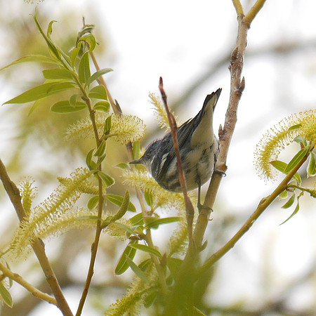 Cerulean Warbler, Central Park