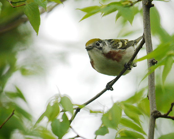 Chestnut-Sided Warbler, Central Park