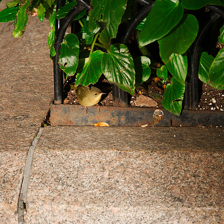 Common Yellowthroat, Park Avneue and 40th Street
