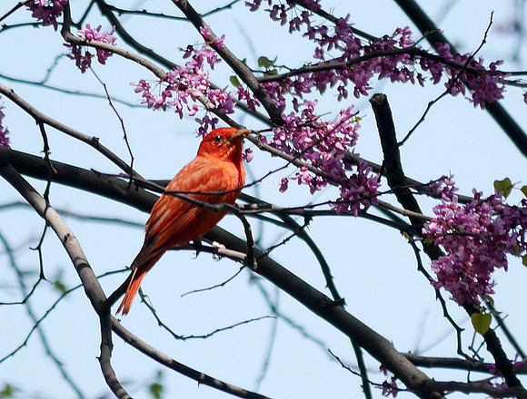 Summer Tanager, Central Park