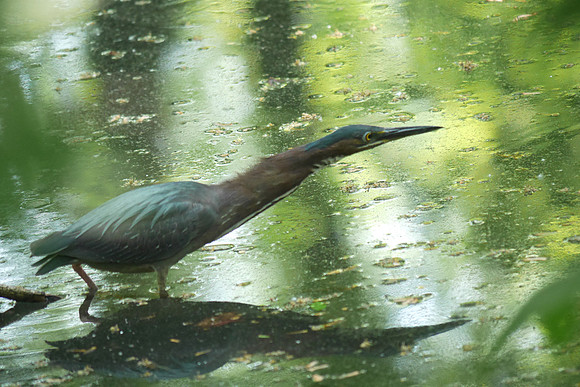 Green Heron, Azalea Pond, Central Park