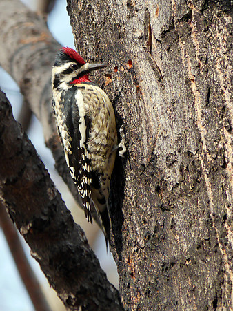 Yellow-Bellied Sapsucker, Central Park