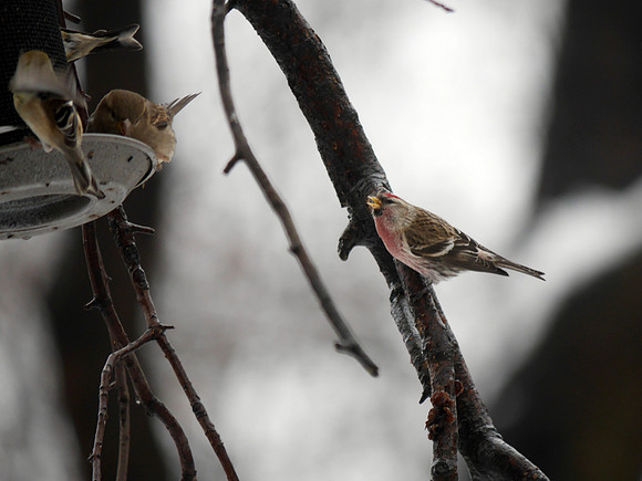 Common Redpoll, Central Park