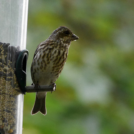 Purple Finch, Central Park