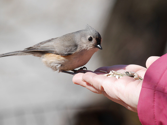 Elena feeding a Titmouse
