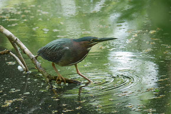 Green Heron, Azalea Pond, Central Park