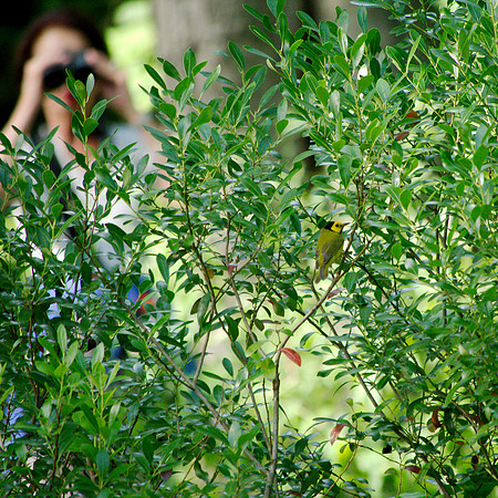 Hooded Warbler and birder, Central Park