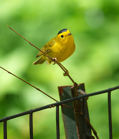 Wilson's Warbler, Central Park