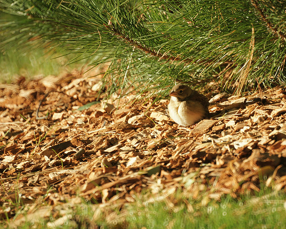 Dickcissel, Central Park