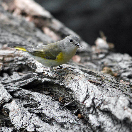Redstart's lunch