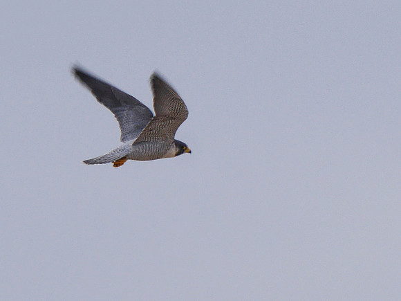 Peregrine Falcon, Randall's Island