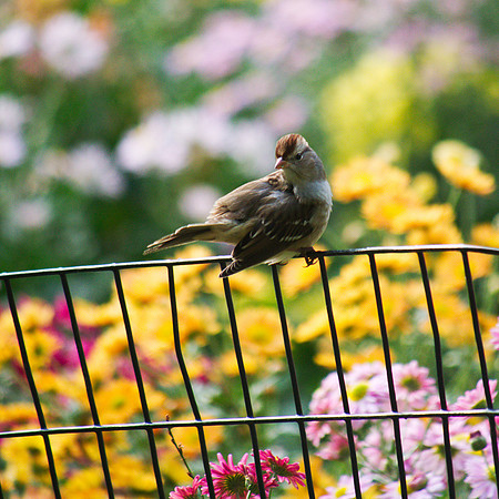 White-Crowned Sparrow, Central Park