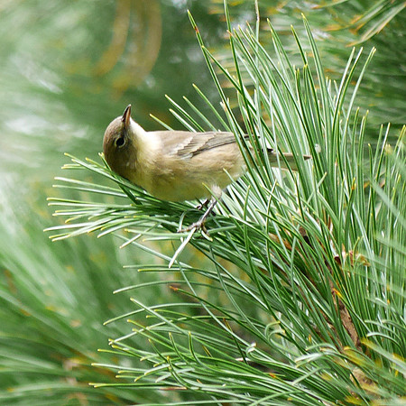 Confused Fall Warbler (Pine Warbler), Central Park