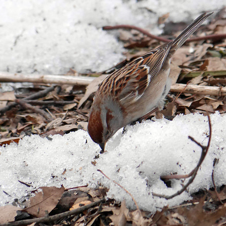 American Tree Sparrow, Evodia, Central Park