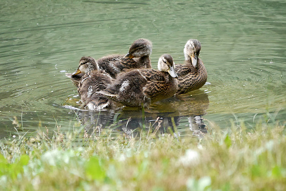 Baby Mallards, The Pool, Central park