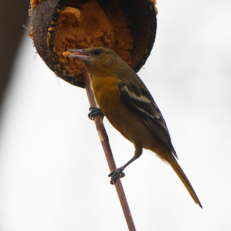 Baltimore Oriole, Central Park (Evodia), 30 December 2013