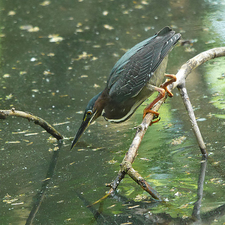 Green Heron, Azalea Pond, Central Park