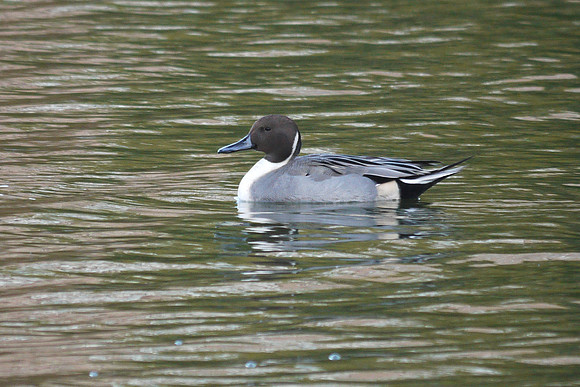 Northern Pintail, Harlem Meer, Central Park