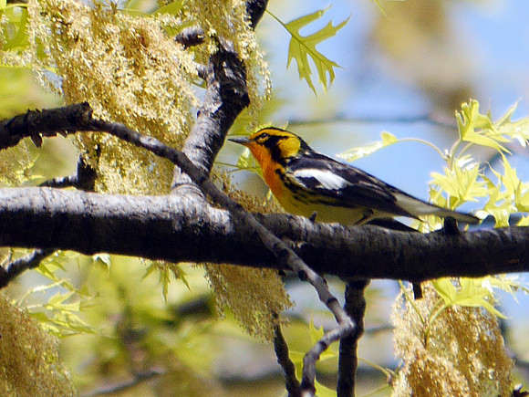 Blackburnian Warbler, Central Park