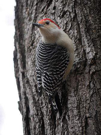 Red-Bellied Woodpecker, Central Park