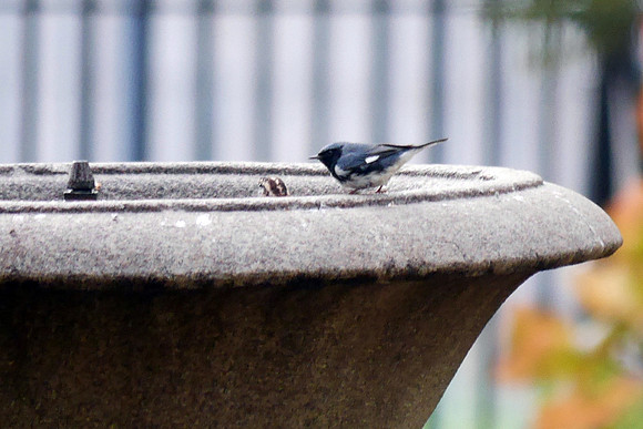 Black-Throated Blue Warbler, City Hall Park