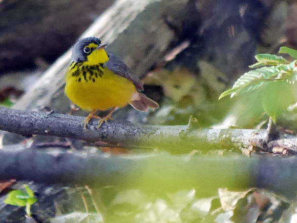 Canada Warbler, Central Park