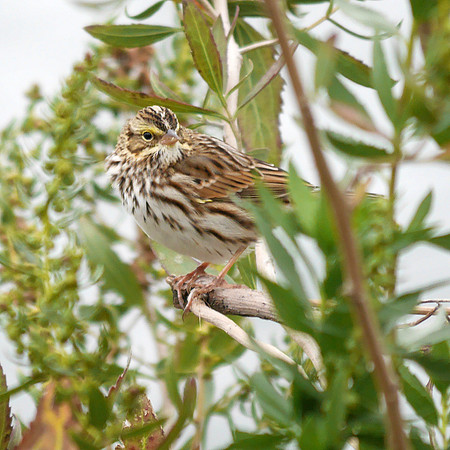 Savannah Sparrow, Randall's Island