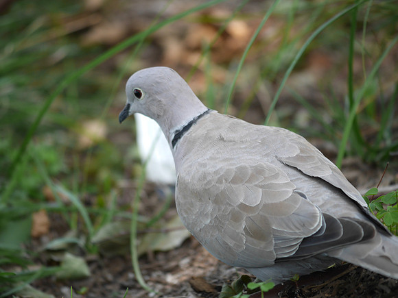Eurasian Collared-Dove, Pier 63, Hudson River Greenway