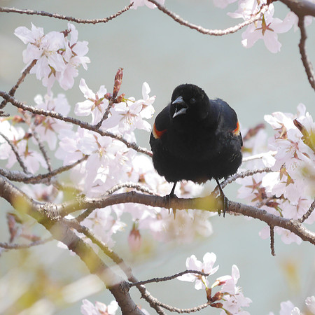 Red-Winged Blackbird calling, NY Botanical Garden