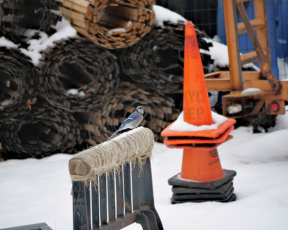 Blue Jay and construction material, Central Park