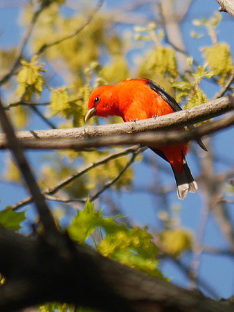 Scarlet Tanager, Central Park