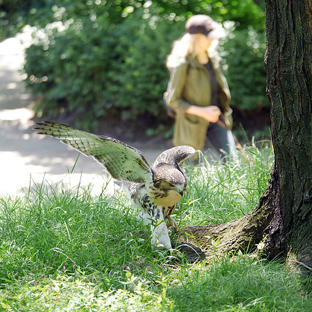 Red-Tailed Hawk fledgeling Central Park