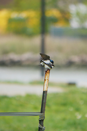 Tree Swallows mating, Randall's Island