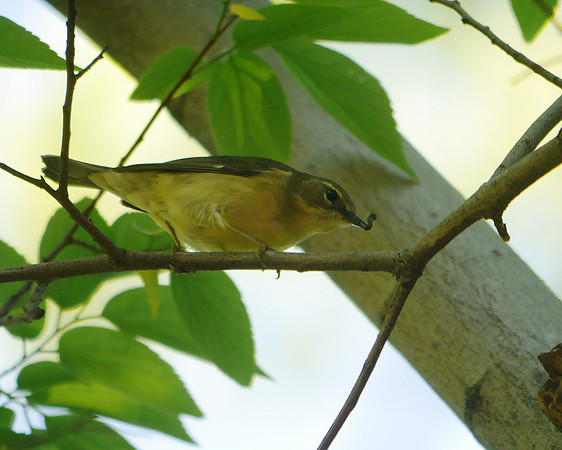 Black-Throated Blue Warbler (female), Central Park