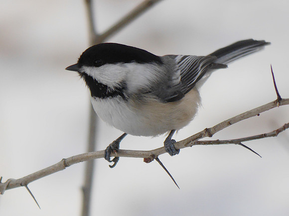 Black-Capped Chickadee, Central Park