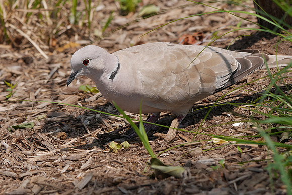 Eurasian Collared-Dove, Pier 63, Hudson River Greenway