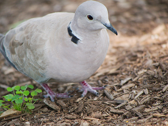 Eurasian Collared-Dove, Pier 63, Hudson River Greenway