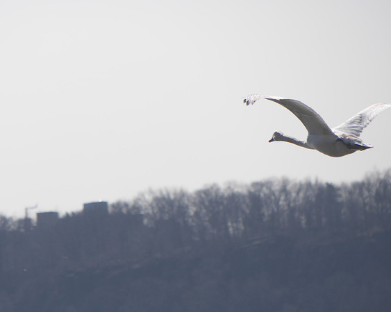 Whistling Swan, Inwood Hill Park