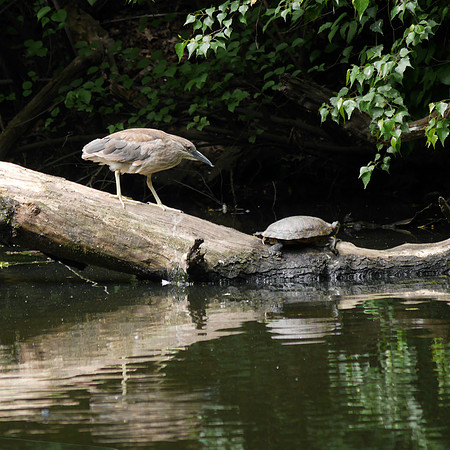 Young Black-Crowned Night Heron and turtle, The Pond, Central Park