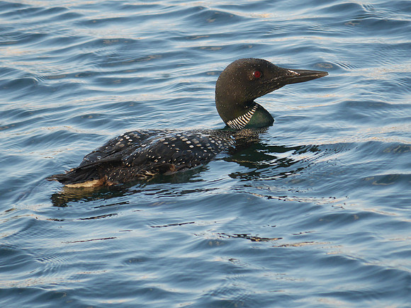 Common Loon, Central Park Reservoir