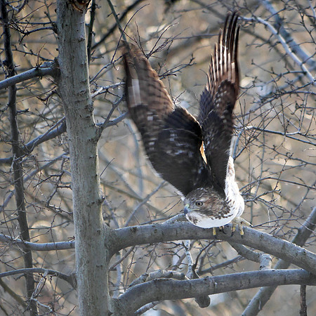 Red-Tailed Hawk takes off, Central Park
