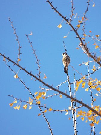 American Kestrel, Central Park
